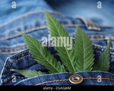 Foglia di canapa industriale su tessuto jeans Foto Stock