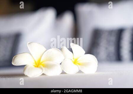 Frangipani flower o LAN Thom in Thailandia nome, è sulla camera da letto bianca king in hotel con la luce del mattino dalla camera esterna. Foto Stock