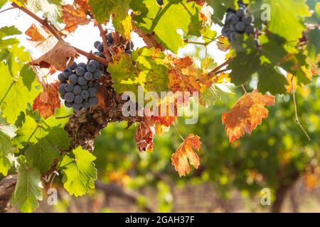 Vista closeup di grappoli di uve mature in foglie d'autunno colorate. Messa a fuoco selettiva. Israele Foto Stock