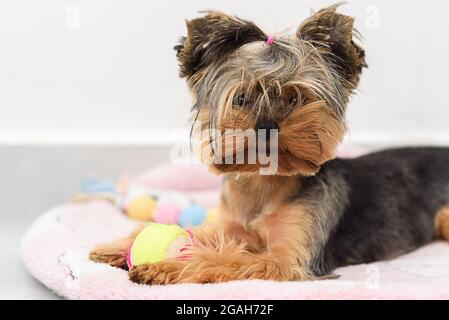 Little Yorkshire Terrier giocare con Toy. Cane Yorkie giacere nel letto del cane. Fuoco selettivo sul viso del cucciolo. Foto Stock