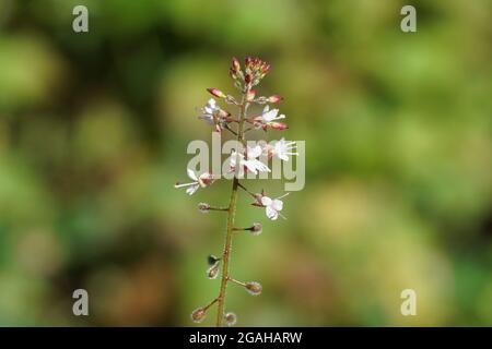 Primo piano piccoli e delicati fiori bianchi dell'ombra notturna di Enchanter (Circaea lutetiana). Famiglia di Willowwib, famiglia di primrose serali (Onagraceae). Foto Stock