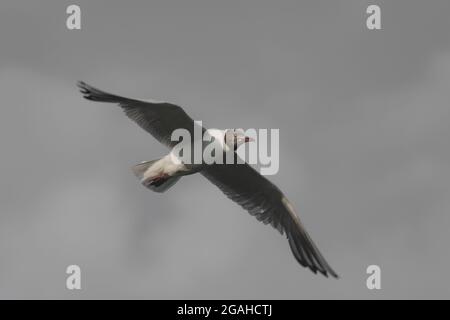 Un gabbiano a testa nera con le ali aperte che volano nel cielo su uno sfondo grigio nuvoloso Foto Stock