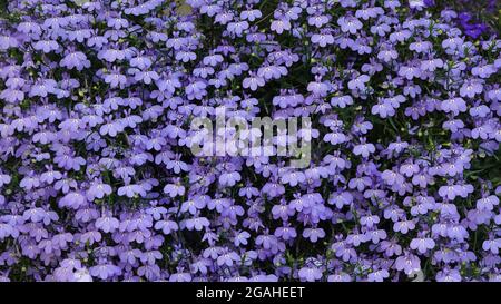 Sfondo da fiori blu di lobelia con foglie verdi Foto Stock