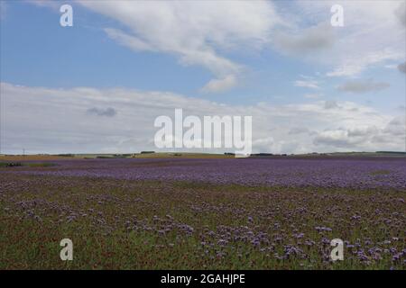 Campo di phacelia sotto il cielo coperto Foto Stock