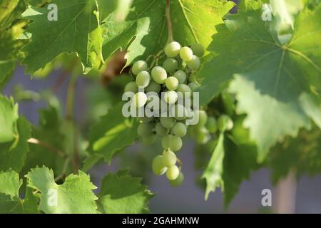 Grappolo di uva bianca close up Foto Stock