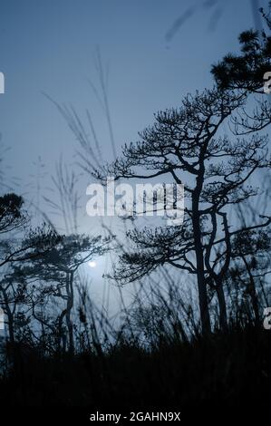 Una fotografia di paesaggio del legno di pino thailandese quando il sole dietro la nebbia che copre tutto intorno come spaventosa scena nebbiosa in sfondo del festival di Halloween o h. Foto Stock