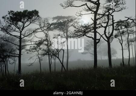 Una fotografia di paesaggio del legno di pino thailandese quando il sole dietro la nebbia che copre tutto intorno come spaventosa scena nebbiosa in sfondo del festival di Halloween o h. Foto Stock