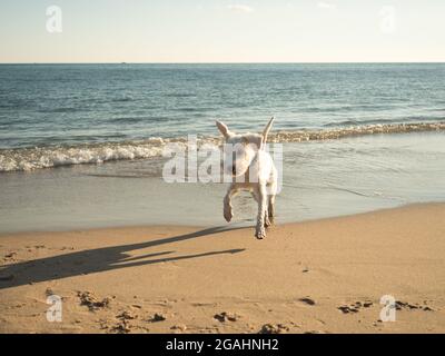 bianco mini schnauzer cane felice saltando sulla spiaggia Foto Stock