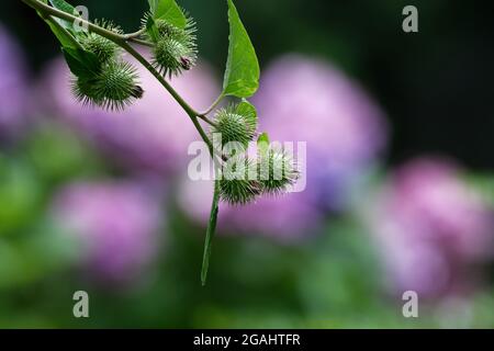 Articum lappa, inflorescenza di maggiore burdock su sfondo verde e rosa sfocato Foto Stock