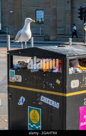 gabbiano, peste, gabbiano su bidone, alimentazione gabbiano da rifiuti, alimentazione gabbiano da lettiera, parassiti, vermin, cheeky, fauna selvatica urbanizzata, gull seduto sul bidone. Foto Stock