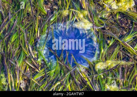 meduse blu, vita marina, creature marine, creature marine, creature marine, creature costiere, meduse di colore blu brillante, meduse in camicia, meduse nascoste Foto Stock