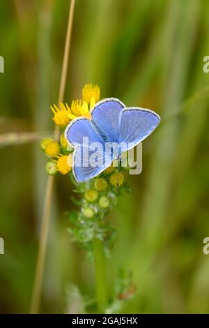 Farfalla blu comune su prato estivo luminoso di verde e yelosow Foto Stock