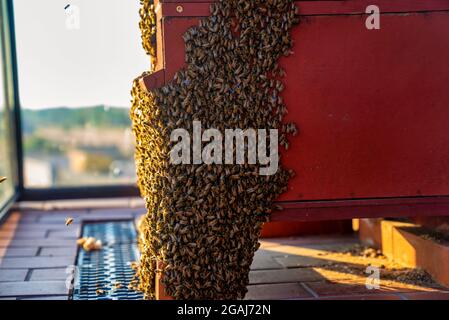 Alveare di legno e api. Splendida vista panoramica sulle api. Foto Stock