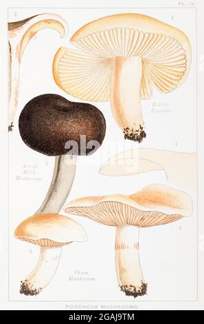 Amara Russula / Russula fellea, acrid latte-funghi / Lactarus acris & Sham Mushroom / Ebeloma fartibilis in Mordechai Cooke's fungus book See Notes Foto Stock