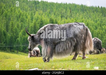 Bel prato con fiori in Mongolia Foto Stock