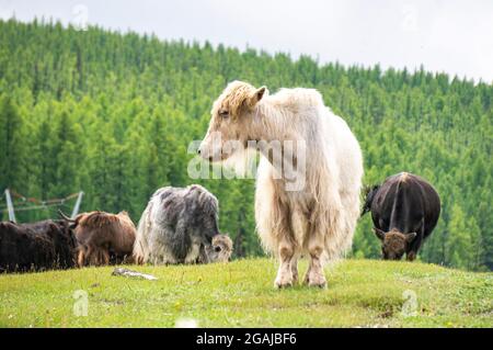 Bel prato con fiori in Mongolia Foto Stock