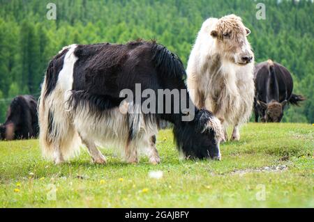 Bel prato con fiori in Mongolia Foto Stock