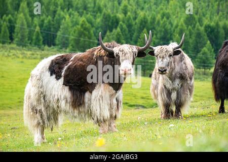 Bel prato con fiori in Mongolia Foto Stock