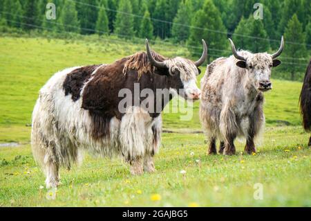 Bel prato con fiori in Mongolia Foto Stock