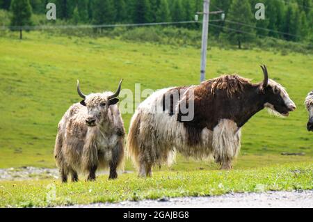 Bel prato con fiori in Mongolia Foto Stock