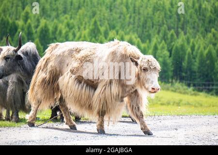 Bel prato con fiori in Mongolia Foto Stock