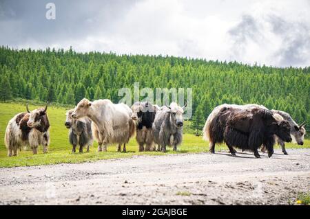 Bel prato con fiori in Mongolia Foto Stock