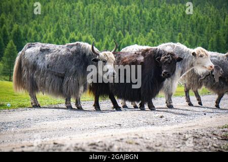 Bel prato con fiori in Mongolia Foto Stock