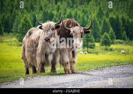 Bel prato con fiori in Mongolia Foto Stock