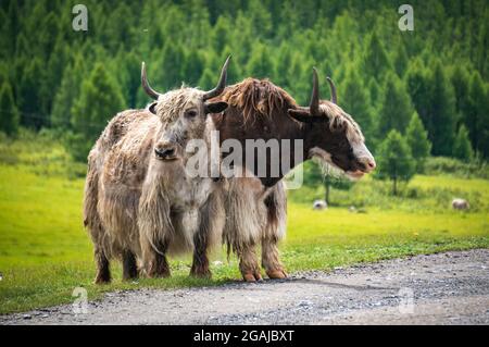 Bel prato con fiori in Mongolia Foto Stock