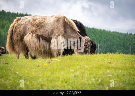 Bel prato con fiori in Mongolia Foto Stock