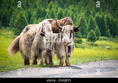 Bel prato con fiori in Mongolia Foto Stock