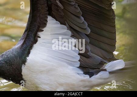 Fisching Black Stork Foto Stock