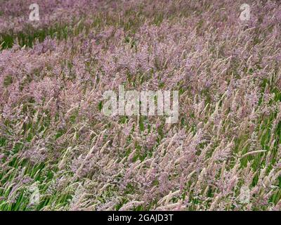 Un campo di erba coltivata ad Antrim, Irlanda del Nord, Regno Unito Foto Stock