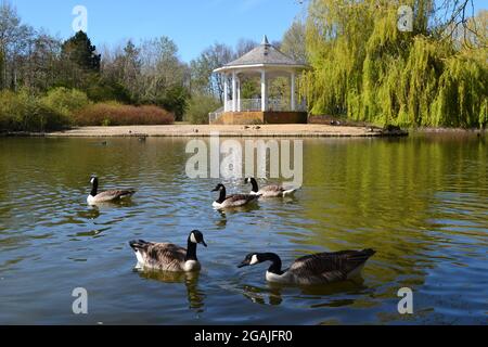 Oche canadesi sul lago a Watermead, Aylesbury, Buckinghamshire, Inghilterra, Regno Unito Foto Stock