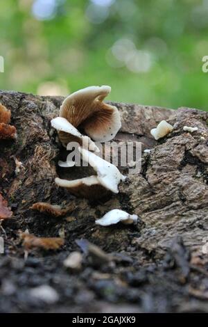 Funghi selvatici che crescono su un ceppo di alberi nella foresta in una bella giornata estiva soleggiata. Foto Stock