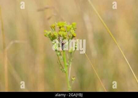 Cinnabar Moth Caterpillar che si nuoce al ragwort con sfondo giallo naturale. Tiria jacobaeae a strisce nere e gialle su Jacobaea vulgaris in natura. Foto Stock