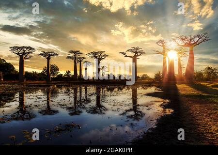 Bellissimi alberi di baobab al tramonto presso il viale di baobab in Madagascar Foto Stock