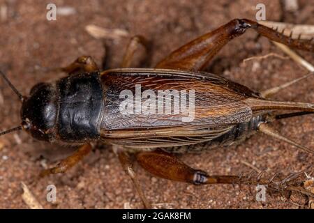 Campo da cricket per adulti della sottofamiglia Gryllinae Foto Stock