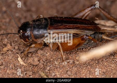 Campo da cricket per adulti della sottofamiglia Gryllinae Foto Stock