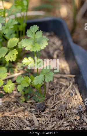 Piccolo coriandolo pianta della specie Coriandrum sativum con selettivo messa a fuoco Foto Stock