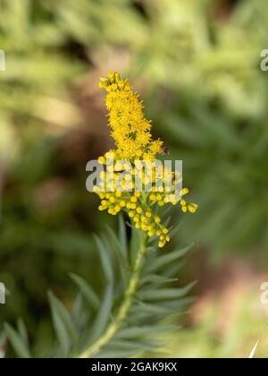 Pianta di rod d'oro di anice della specie Solidago chilensis con selettivo messa a fuoco Foto Stock