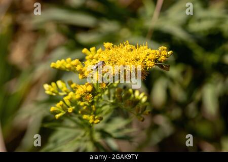 Pianta di rod d'oro di anice della specie Solidago chilensis con selettivo messa a fuoco Foto Stock