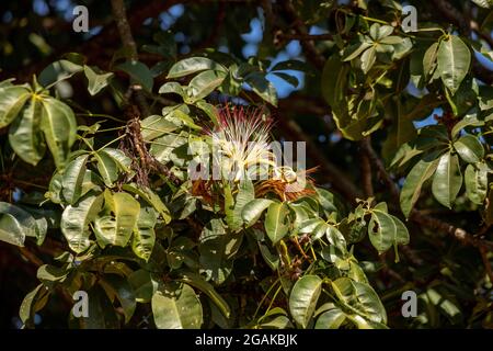 Albero di approvvigionamento brasiliano della specie Pachira aquatica Foto Stock