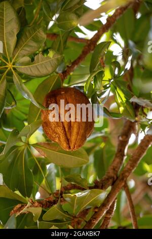 Albero di approvvigionamento brasiliano della specie Pachira aquatica Foto Stock