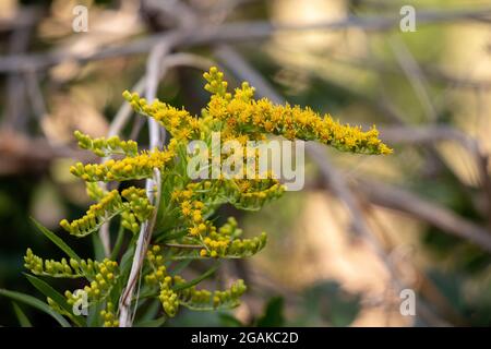 Pianta di rod d'oro di anice della specie Solidago chilensis con selettivo messa a fuoco Foto Stock