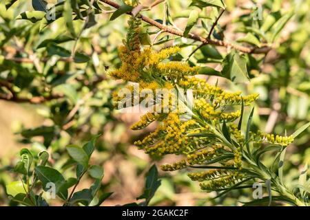 Pianta di rod d'oro di anice della specie Solidago chilensis con selettivo messa a fuoco Foto Stock