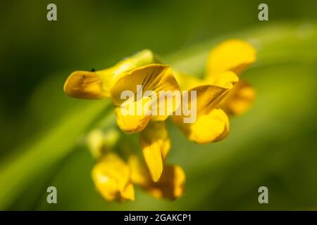 Fiore giallo del prato Vetchling, Firestone Copse, Isola di Wight, Inghilterra Foto Stock