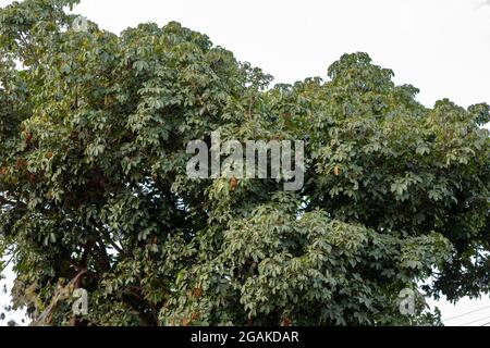 Albero di approvvigionamento brasiliano della specie Pachira aquatica Foto Stock