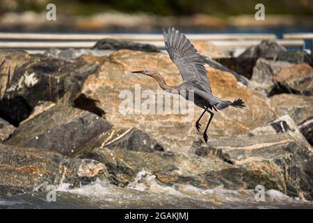 Egret rossastro prendendo volo lungo un Jetty Foto Stock