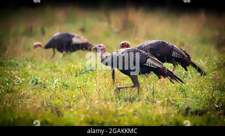 Tre tacchini selvaggi che si nutrano in un campo Foto Stock